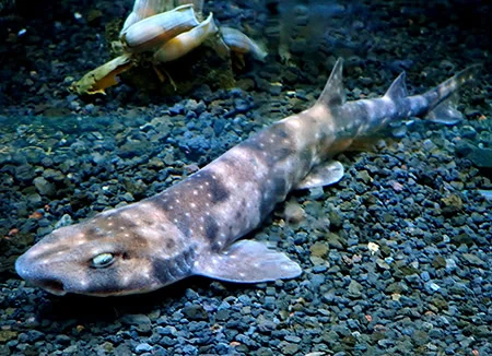 Scyliorhinus hachijoensis