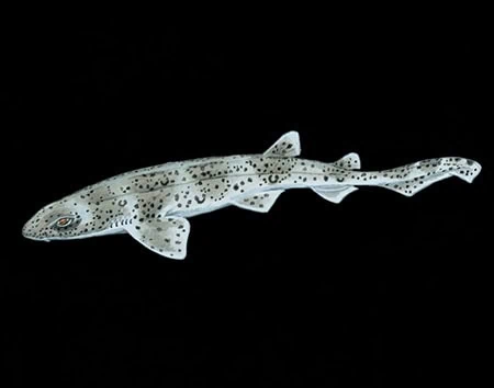 Scyliorhinus haeckelii