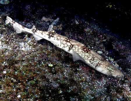 Scyliorhinus hesperius