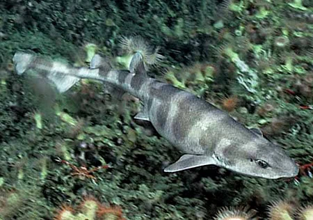 Scyliorhinus meadi