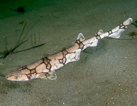 Scyliorhinus retifer