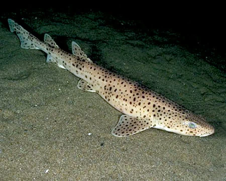 Scyliorhinus stellaris
