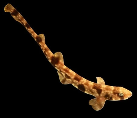 Scyliorhinus torazame