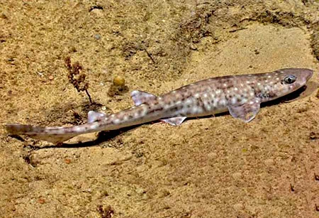 Scyliorhinus torrei