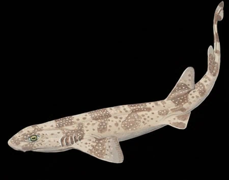 Scyliorhinus ugoi