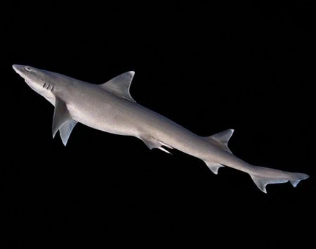 Hemitriakis indroyonoi