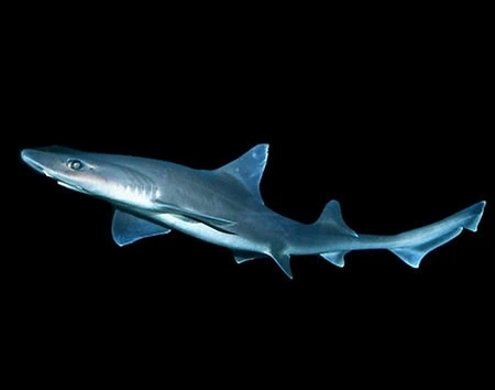 Hemitriakis japanica