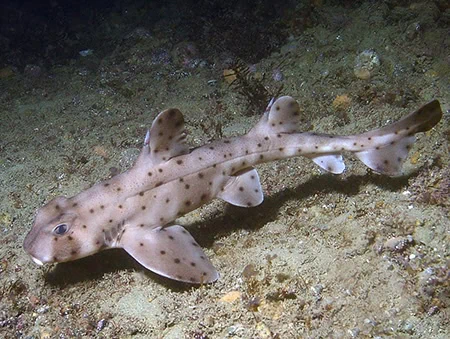 Heterodontus francisci