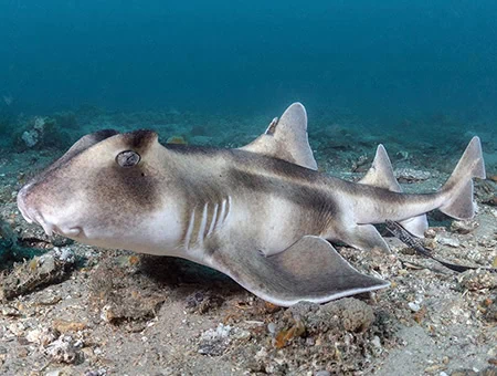 Heterodontus galeatus