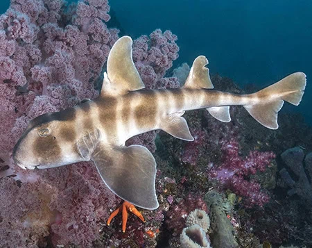 Heterodontus japonicus