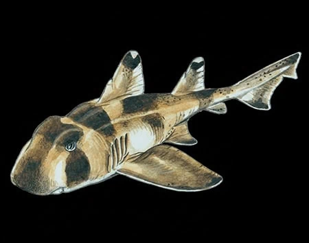 Heterodontus omanensis