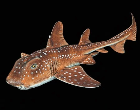 Heterodontus ramalheira