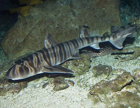 Heterodontus zebra