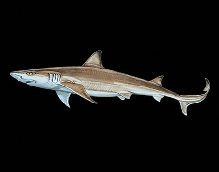 Hypogaleus hyugaensis