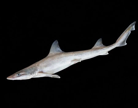 Mustelus andamanensis