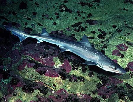 Mustelus antarcticus