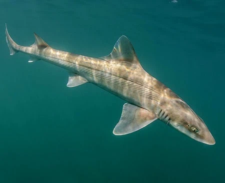 Mustelus californicus