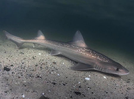 Mustelus lenticulatus