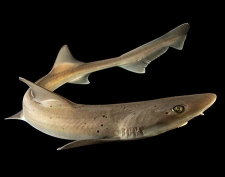 Mustelus punctulatus