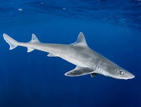 Mustelus sinusmexicanus