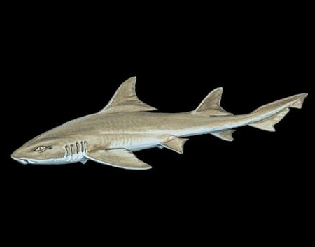 Scylliogaleus quecketti