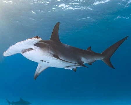 Hammerhead Shark