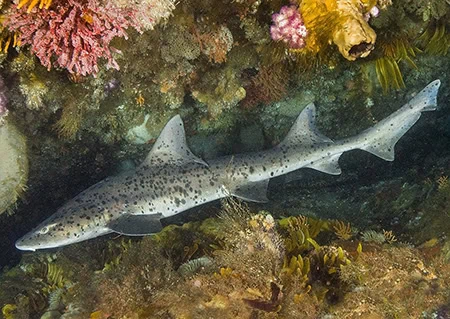 Triakis megalopterus