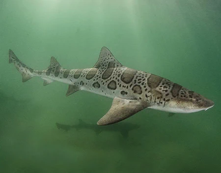 Triakis semifasciata