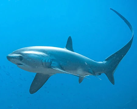 Alopias pelagicus