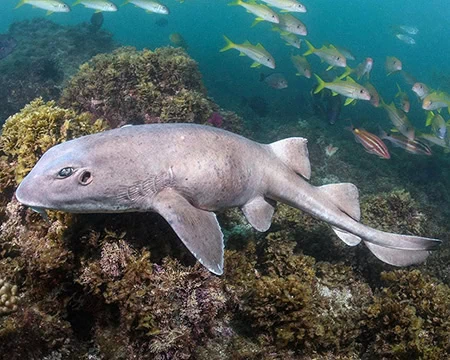 Blind Sharks