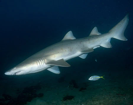 Carcharias taurus