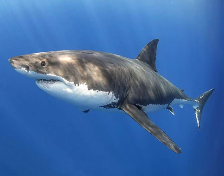 Mackerel Sharks
