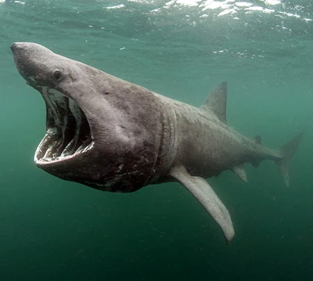 Basking Sharks