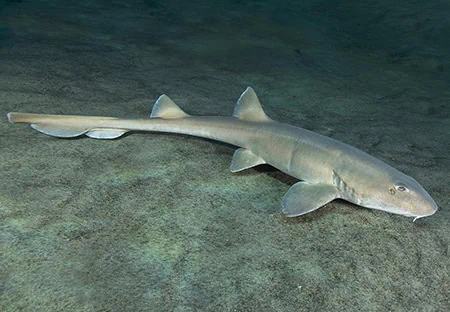 Bamboo Sharks