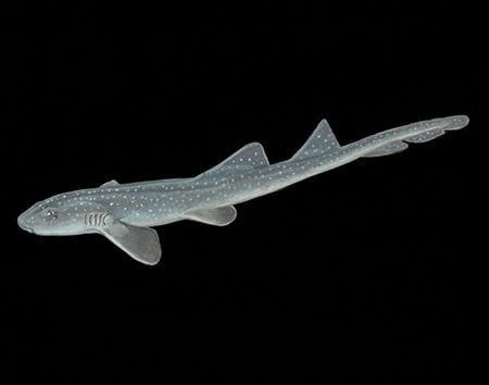 Chiloscyllium caeruleopunctatum