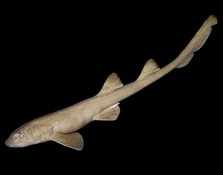 Chiloscyllium griseum
