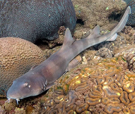Chiloscyllium punctatum