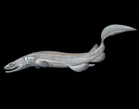 Chlamydoselachus africana