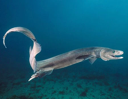 Frilled Sharks