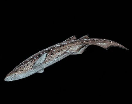 Echinorhinus brucus
