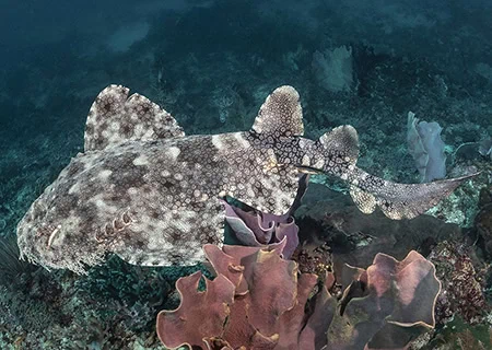 Wobbegongs