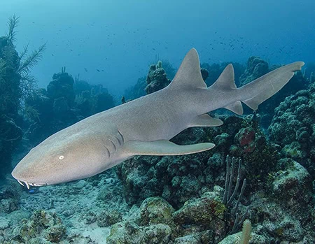 Nurse Sharks