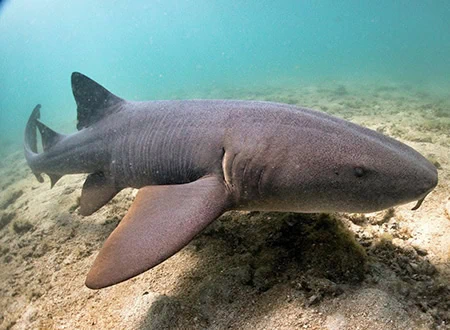 Carpet Sharks