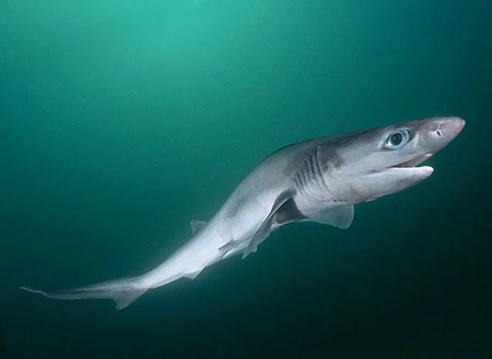 Cow Sharks
