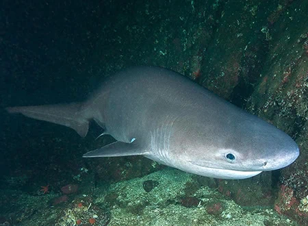 Cow and Frilled Sharks