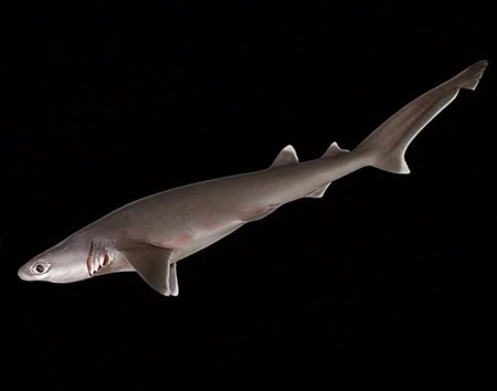 Hexanchus nakamurai