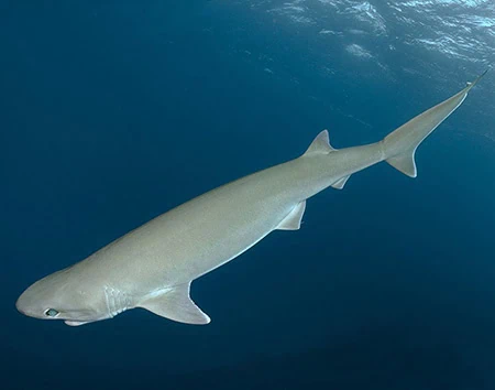 Hexanchus vitulus