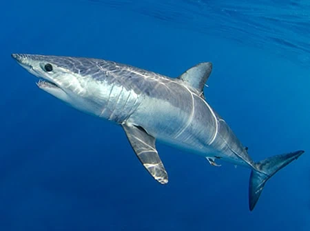 Isurus oxyrinchus