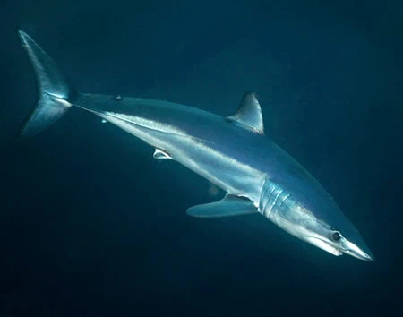 Isurus paucus