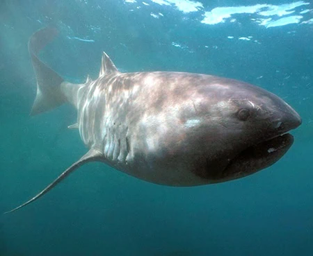Megamouth Sharks